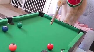 "The intriguing snooker match between the cat and the chicken."