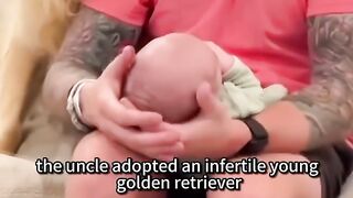 Finally I have my own baby#goldenretriever #dog #happiness #shortvideo #shorts