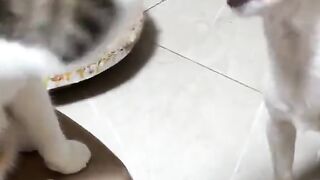 Fight between Kitten Vs Puppy