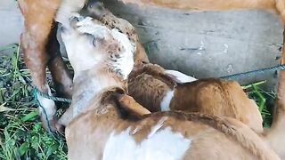 ANIMAL VIRAL