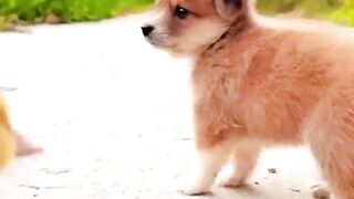 ANIMAL VIRAL