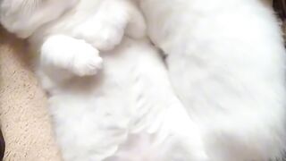 ANIMAL VIRAL