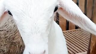 ANIMAL VIRAL