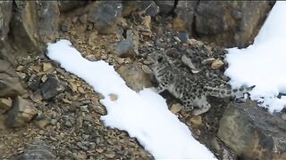 Shigar Valley - _snowleopard _Ibex _kargil _ladakh _northernareasofpakistan _Hunza _gilgitbaltistan