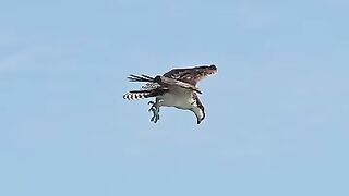 Crazy_Osprey_grabs_huge_catfish_and_almost_gets_dragged_under._#bird_#osprey_Glad_I