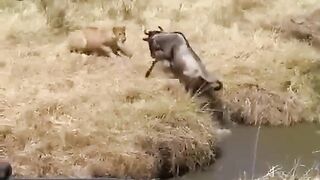 Lion attack