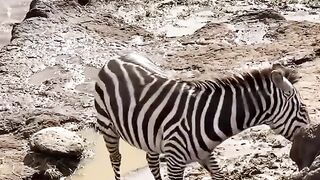 Viral 111 - The zebras crossed the river and were attacked by a crocodile _zebra _zebras _crocodile _crocodiles _wildlife _attack(
