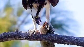 Shikari bard_s - Wawo -- shikar braids _viral _100k _500k _trinding _shortfeed _reelsviral _reelsfyp _reelsviral _videos