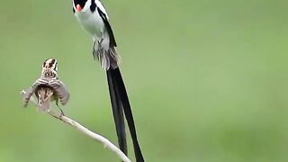 World_s Amazing pictures - Pin-Tailed Whydah Bird_ A Species of Indigobird and Whydahs (Viduidae) Scientific