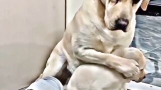 Mother dog stands up to protect her little one