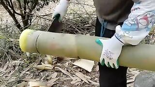 Harvesting bamboo