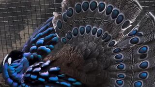Polly the Palawan Peacock-