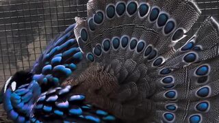 Polly the Palawan Peacock-