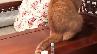 Funny video cat