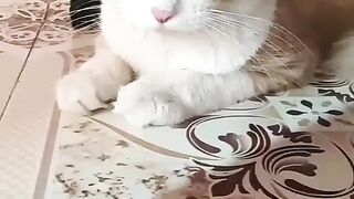 Funny cat video