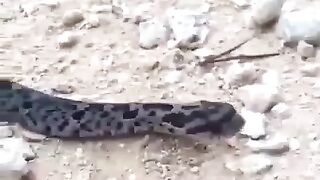 Funny animal