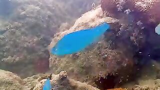 Ocean life