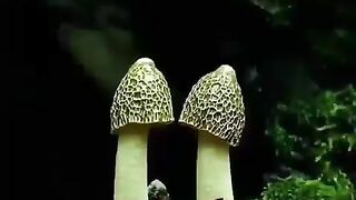 fungal life processes
