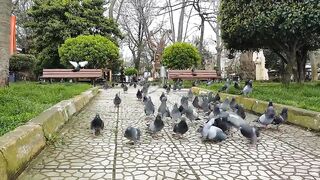 Kabutar