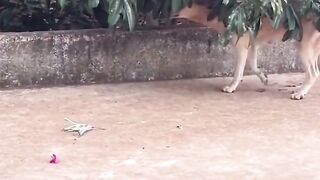Enjoy the dog????????????????