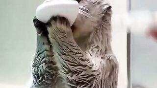 Sea Otters Are So Cute