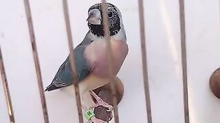 Blue gouldain finch