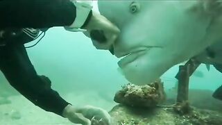 Funny Fish - What Are You Doing Human?