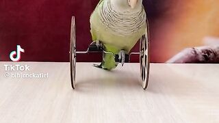 Funny video