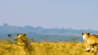 Favorite Movies - _amazinganimal _animalswildlife _preyon _foryoupage