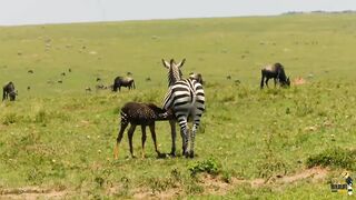 Wildlife photography - جنگلی حیات(HD).