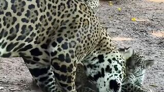 Wildlife photography - جنگلی حیات(HD).