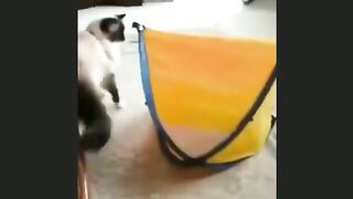 Funny animal videos funniest cats and dogs videos New funny videos