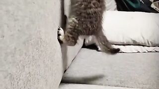 How cute and funny they are ????