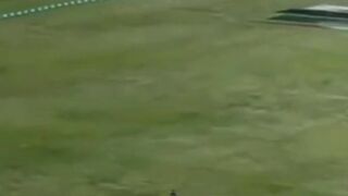 Cricket