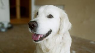 "The hilarious adventures of Fido the dog".