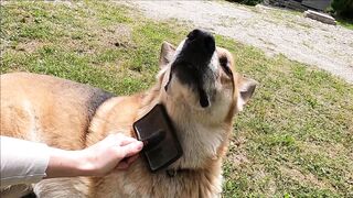 "A day in the life of a doggie"