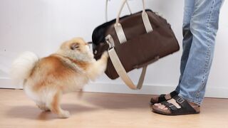 "The incredible tricks of Fluffy the clever dog".