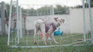 "Dog heaven: a day at the dog park"