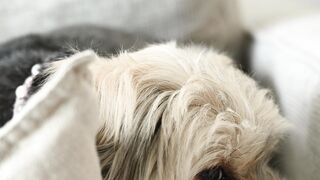 "Dogs and their incredible protective instincts"