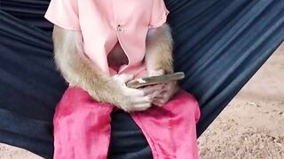 marmoset