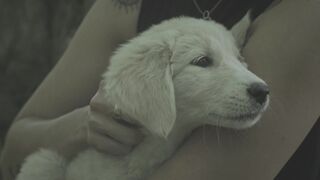 "The spectacular exploits of rescue dogs"