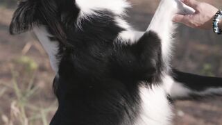 "The incredible hidden talents of the neighborhood pooches"