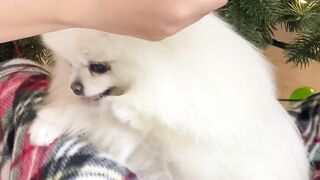 "Hilarious encounters between dogs and kittens".