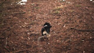 "The joyful life of a happy dog"