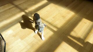 "The joy of living with a four-legged companion"