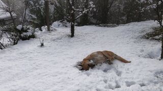 "Four-legged happiness: the joy of owning a dog".