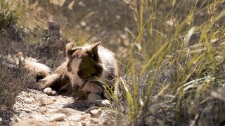 "La joie de vivre: my dog's happiest moments"