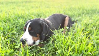 "Happy dog: the keys to canine happiness"