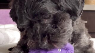 "The joy of having a dog: magical moments of complicity"