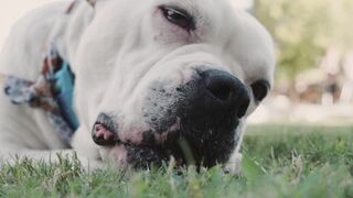 "Dogs and happiness: an unfailing relationship"